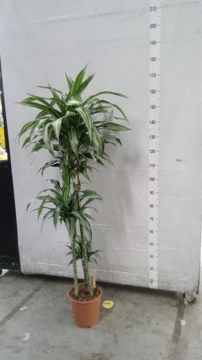 <h4>Dracaena fr de 'Ulises'</h4>