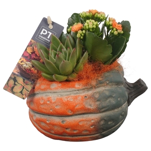 Arr.   Planten L%