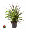 Dracaena