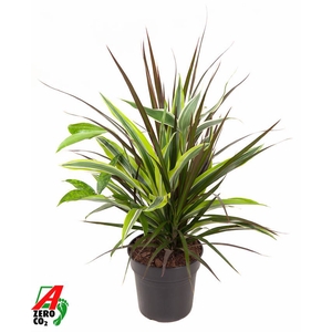 Dracaena