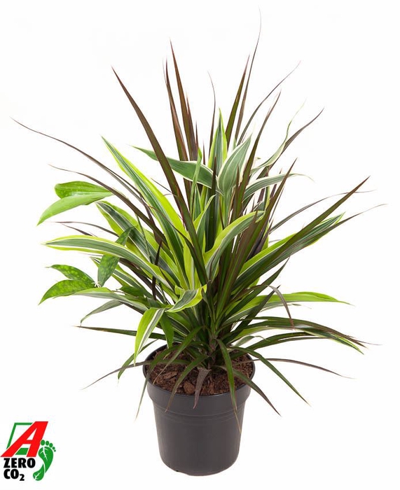 Dracaena