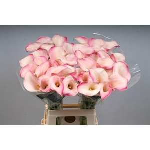 Zantedeschia blushing lady
