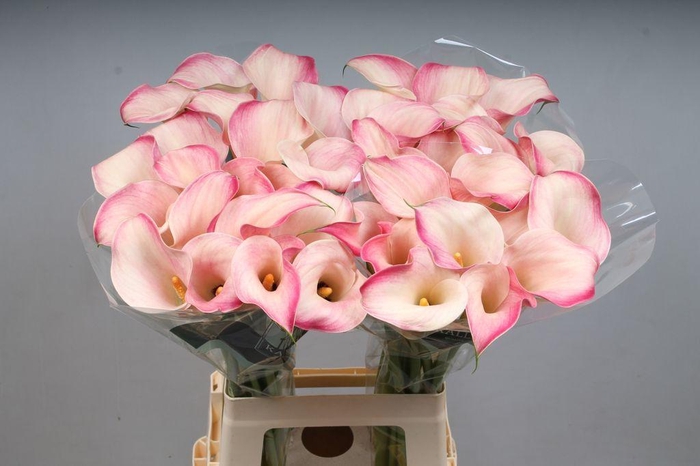 <h4>Zantedeschia blushing lady</h4>