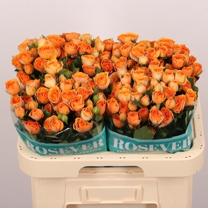 R TR SAFARI ROSEVER