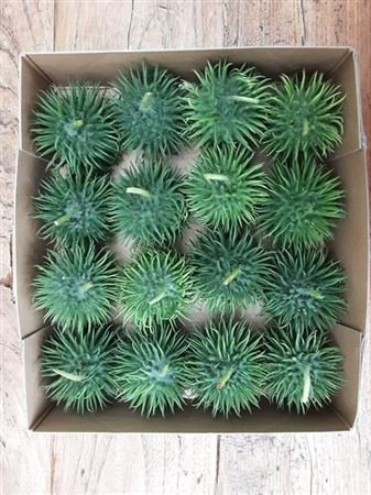 <h4>Sier Cucumis Egel Large Hol X16</h4>