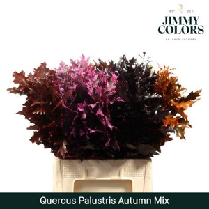 Quercus Palustris L60 Klbh. herfst mix