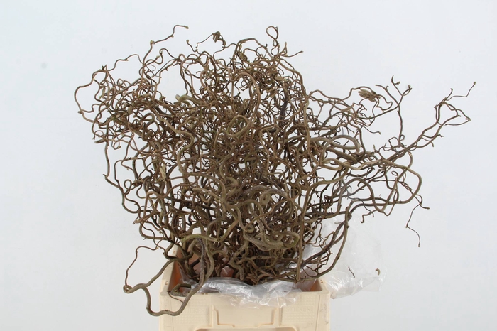 <h4>CORYLUS AV CONTORTA 2 JARIG</h4>