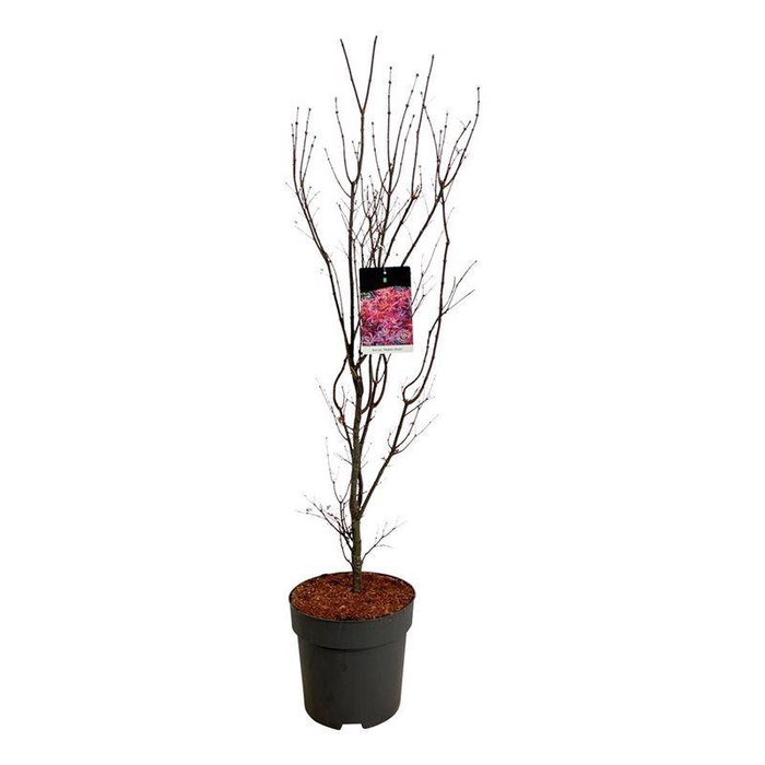 <h4>Acer pal. 'Skeeter's Broom'</h4>