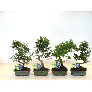 Bonsai mix, indoor, 15 cm., shape, without drip tray