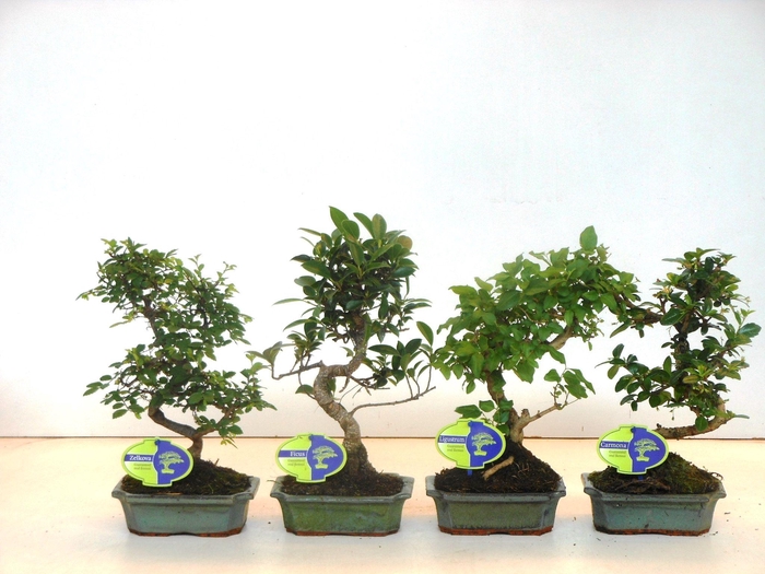 <h4>Bonsai mix, indoor, 15 cm., shape, without drip tray</h4>
