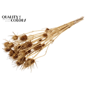 Cardi Distel Natural 10pc/bunch 55cm Antique Gold