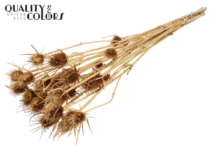 <h4>Cardi Distel Natural 10pc/bunch 55cm Antique Gold</h4>