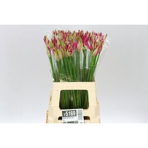 Nerine Bo Bas Van Roon