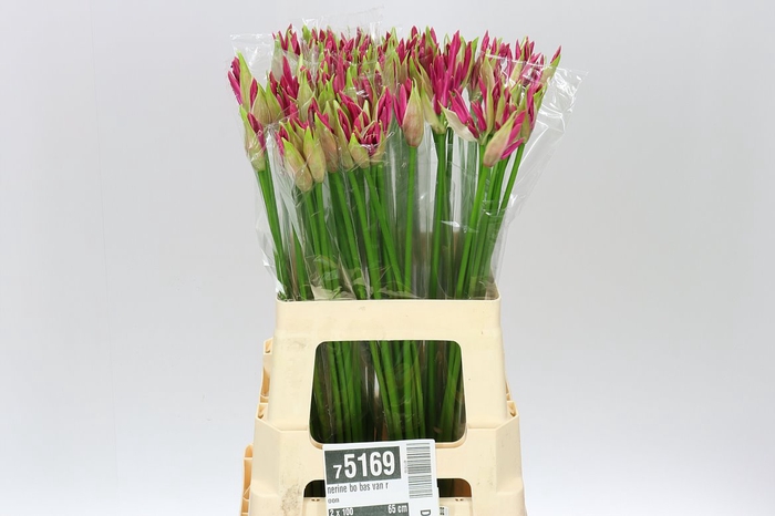 <h4>Nerine Bo Bas Van Roon</h4>