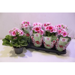 Prim Ob Tm Red White