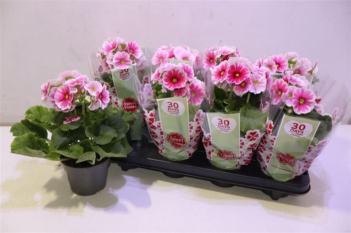 <h4>Prim Ob Tm Red White</h4>