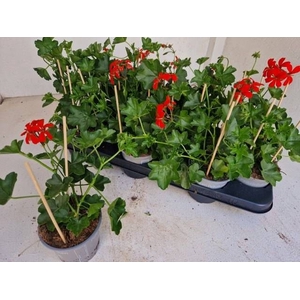 PEL PELT BALKON ROOD