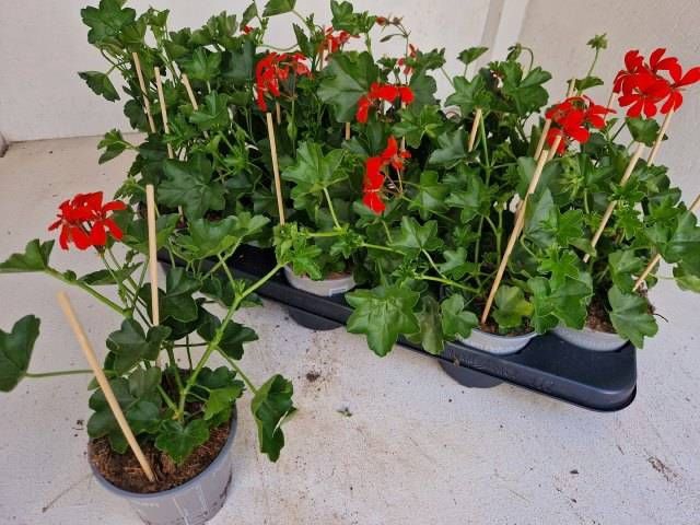 <h4>PEL PELT BALKON ROOD</h4>