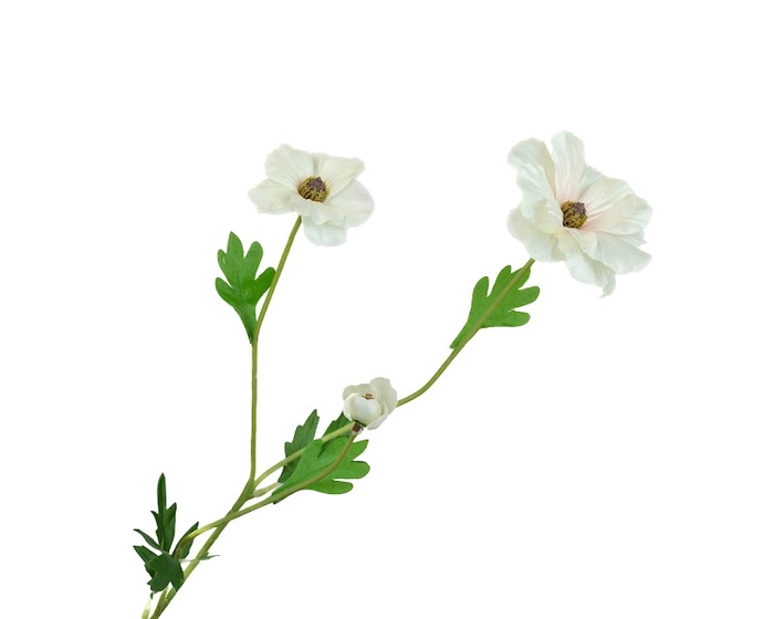 <h4>Ranunculus Butterfly White</h4>