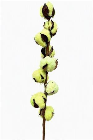 <h4>GOSSYPIUM HIRSUTUM</h4>
