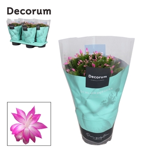 Schlumbergera - 17 cm - Pink (Cyber) - Decorum