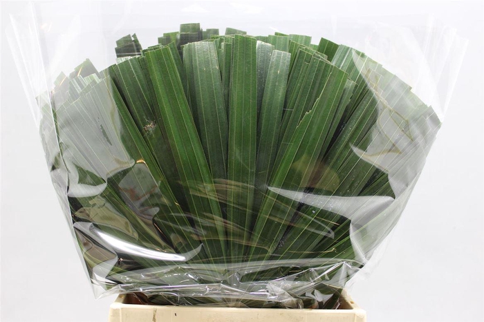 Raphis Knip 50 (x60)