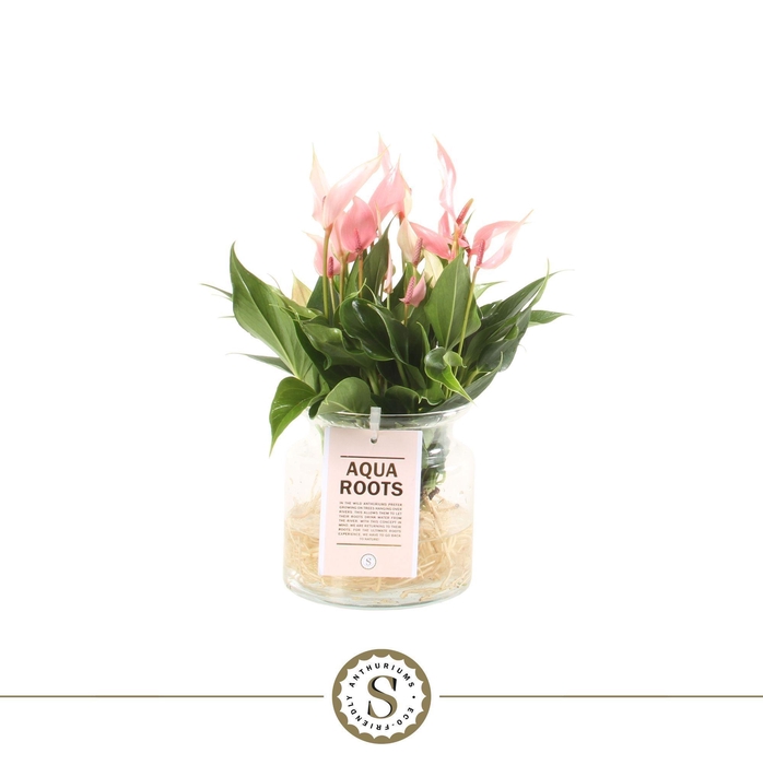 <h4>Aqua Roots Sierglas Lilli</h4>