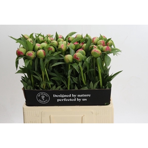Paeonia Coral Charm