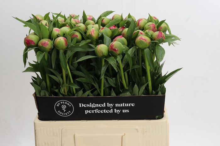 <h4>Paeonia Coral Charm</h4>