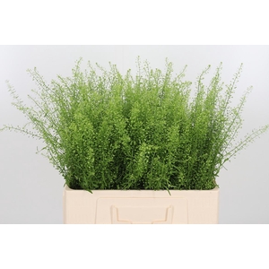 Lepidium Green Bell