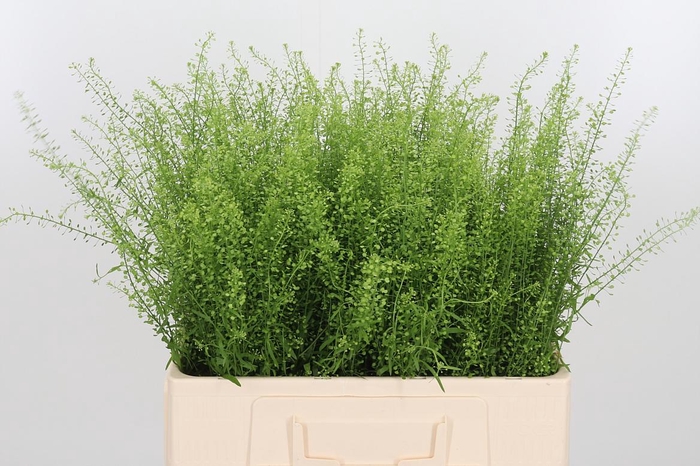 <h4>Lepidium Green Bell</h4>