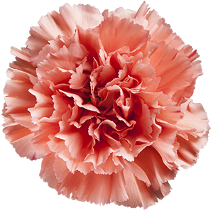 DIAN.ST. Orange Hermes