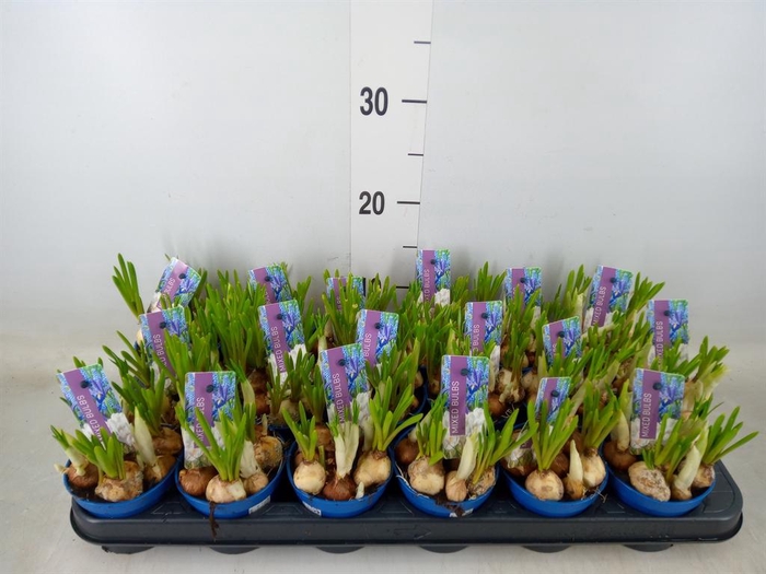 <h4>Bolbloemen   ...mix</h4>