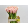 Zantedeschia Eydolls Salmon