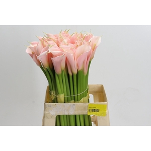 Zantedeschia Eydolls Salmon