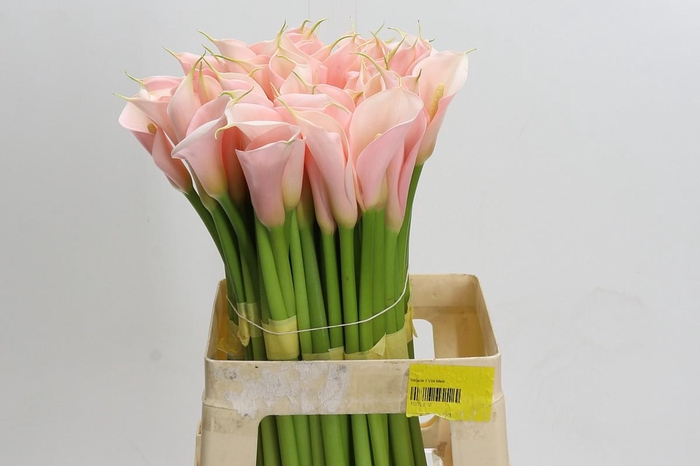 Zantedeschia Eydolls Salmon