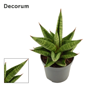 Sansevieria Snow Lotus Crown 6 cm (Decorum)