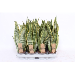 Sansevieria Laurentii
