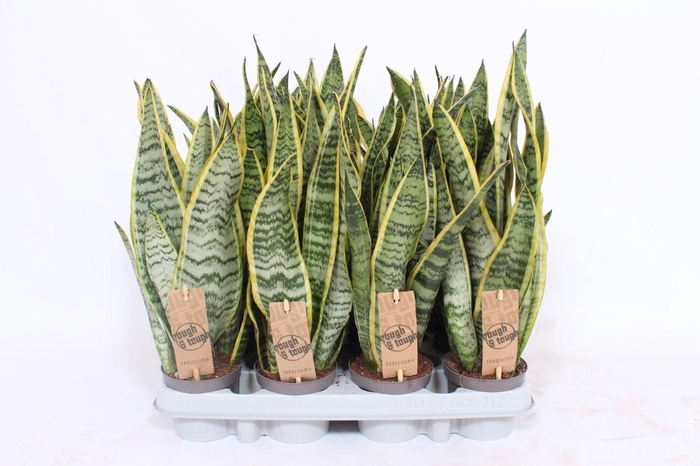<h4>Sansevieria Laurentii</h4>