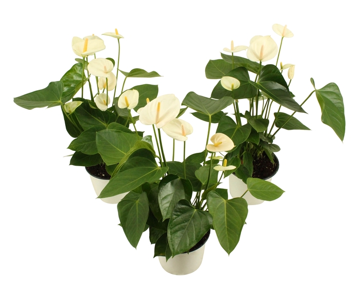 <h4>Anthurium XL.3 Sakura White 14cm</h4>