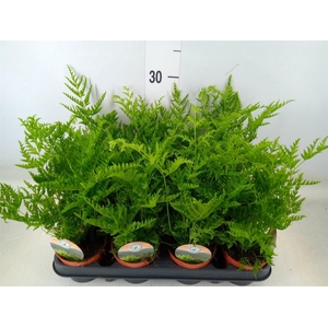 Pteris straminea