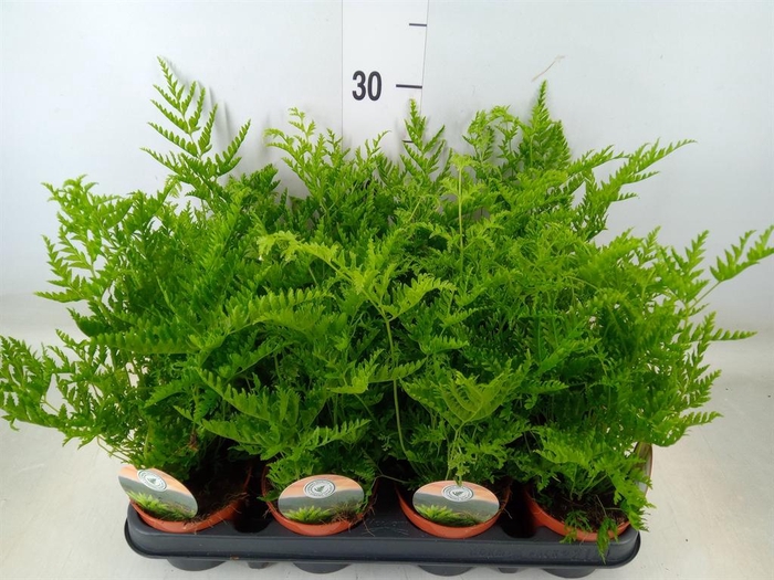 <h4>Pteris straminea</h4>