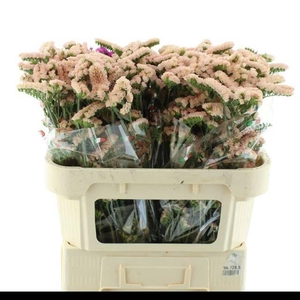 LIMONIUM ST APRICOT SUN BIRDS X50