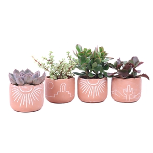 Succulent mix 10,5 cm in Merzouga keramiek