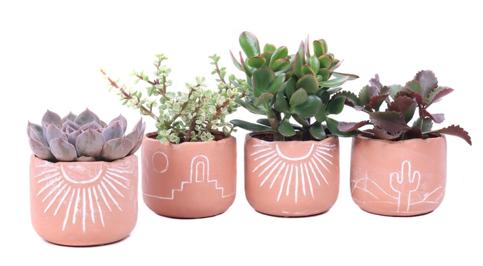 <h4>Succulent mix 10,5 cm in Merzouga keramiek</h4>