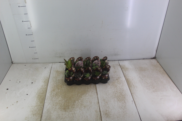 <h4>SUCULENTAS P06</h4>