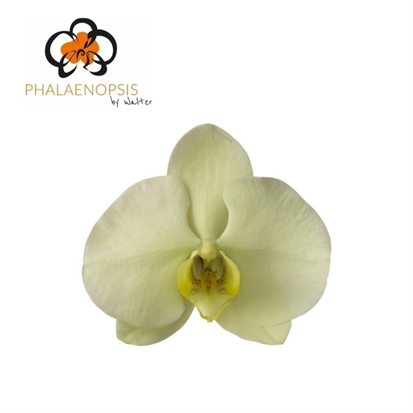 <h4>Phal Limon Bella x 25</h4>