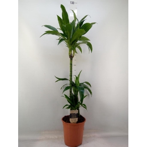 Dracaena frag. 'Janet Craig'