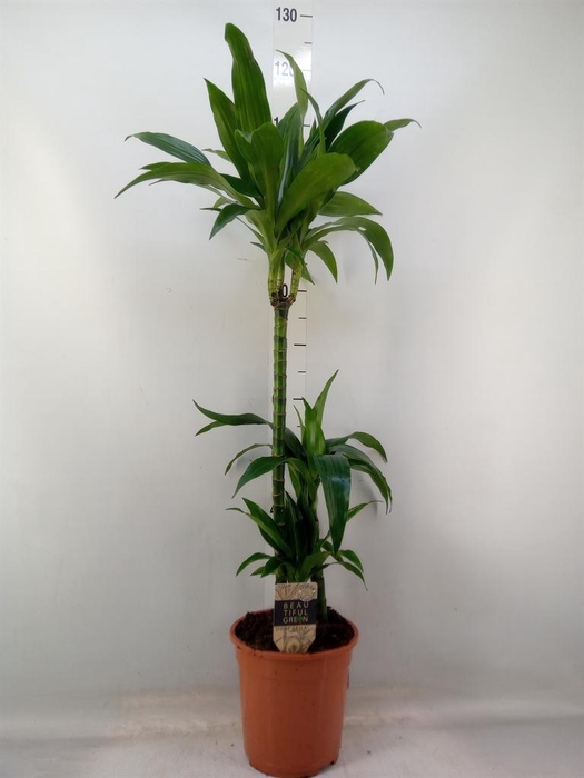 <h4>Dracaena frag. 'Janet Craig'</h4>