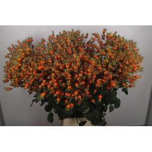 Rosa Pumpkin Orange Extra